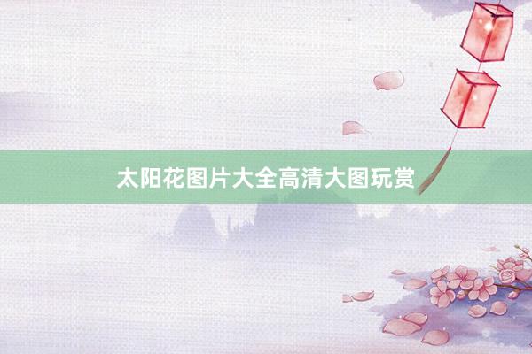 太阳花图片大全高清大图玩赏